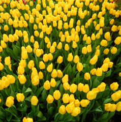 Yellow tulips flowerbed
