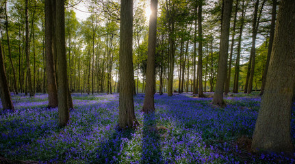 Bluebell Woodland, North Yorkshire