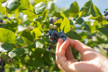 Blueberry picking