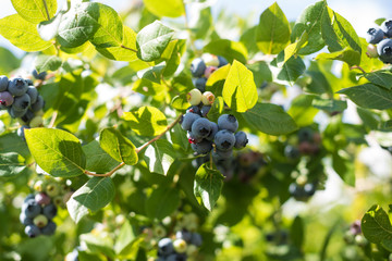 Blueberry Bush