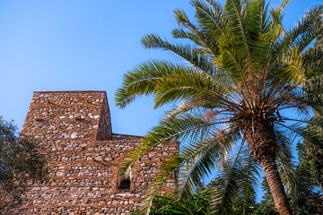palm and ruins
