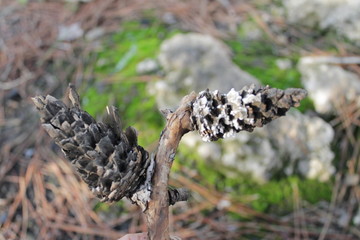 acorn