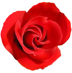 Red Rose Flower Isolated on a White Background - Design Element for Your Graphic Illustration, Vector