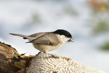 marsh tit ,Poecile palustris,a passerine bird 