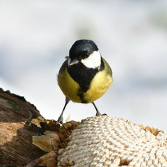 great tit during winter time