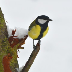 great tit during winter time
