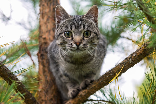 Portrait of an young tiger color cat on a pine tree, Russia