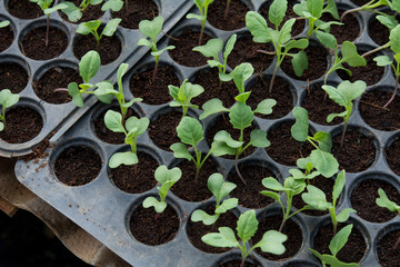 Young plants in nursery plastic tray, Nursery vegetable farm