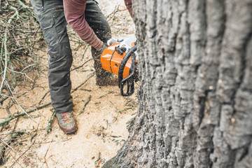 Arborist feller stort tre i hage