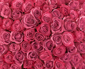 floral background. roses background. Beautiful gentle pink roses