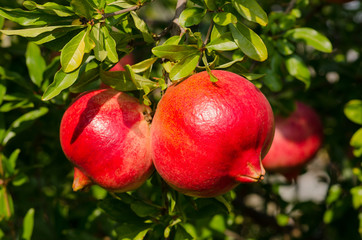 Pomegranate red on the tree, autumn and harvest season, rich in vitamins and antioxidants. excellent juices for health and protects against seasonal diseases.