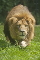 Africa lion 