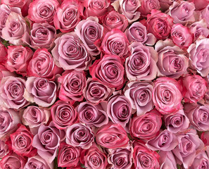 floral background. roses background. Beautiful gentle pink roses