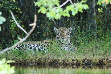 Onça Pintada Pantanal Brazil