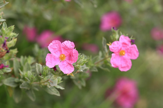Bl&uuml;hende Zistrose (Cistus), Heilpflanze