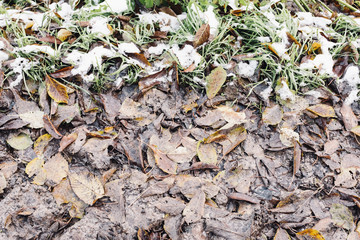 Closeup on leaves, grass and snow