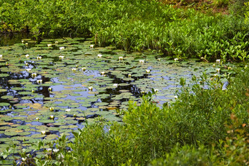 Water lily, nymphaea alba