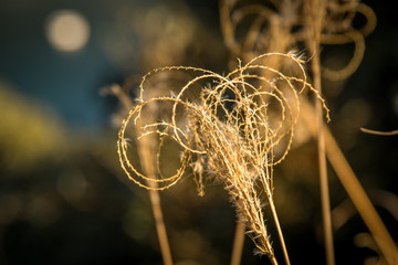 【植物】ススキ