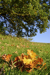 Gefallene Eichenblätter im Herbst
