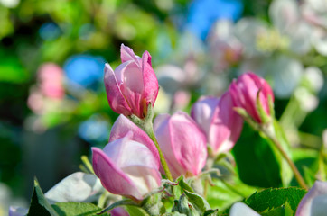 Young apple-tree flowers in the spring garden