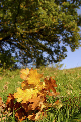 Gefallene Eichenblätter im Herbst