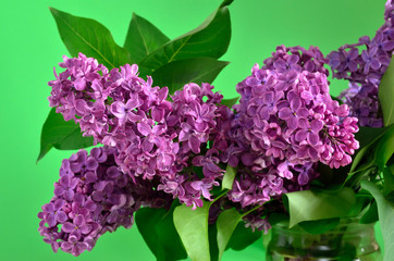 Branches of the young, blossoming lilac closeup