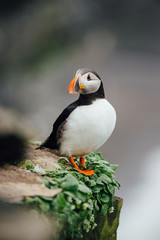 Puffin, Bear Island