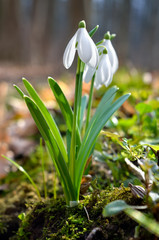 First snowdrops in the forest in spring