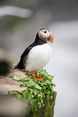 Puffin, Bear Island
