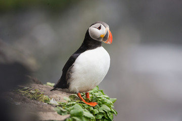 Puffin, Bear Island
