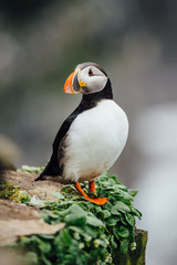 Puffin, Bear Island