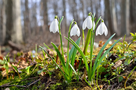 First snowdrops in the forest in spring
