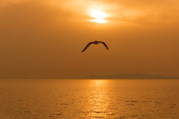 Fototapeta na wymiar A seagull flying above the agean ocean at sunset in Greece