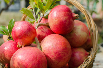 pomegranate, symbol of abundance and rebirth, interior with its ruby ​​​​grains that shine like gems. The sweetness and acidity blend into a unique flavor, with excellent juices rich in minerals. news