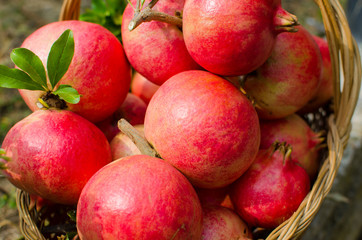 pomegranate, symbol of abundance and rebirth, interior with its ruby ​​​​grains that shine like gems. The sweetness and acidity blend into a unique flavor, with excellent juices rich in minerals. news