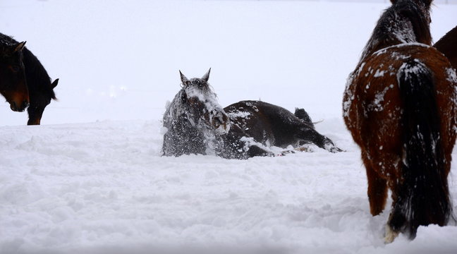 love the snow, beautiful horse rolling in the snow