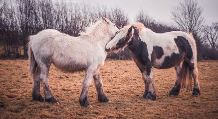 Fototapeta premium two horses in love