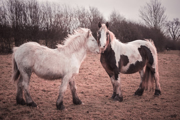 two horses in love