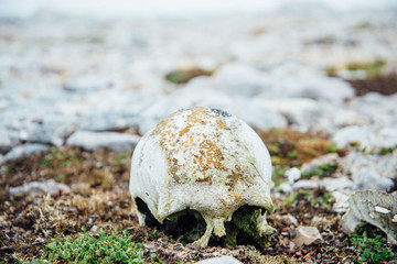 Head Skull, Bear Island