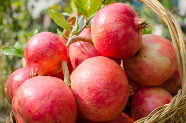 pomegranate, symbol of abundance and rebirth, interior with its ruby ​​​​grains that shine like gems. The sweetness and acidity blend into a unique flavor, with excellent juices rich in minerals. web