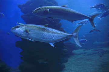 Makrelen  (Scomber scombrus) 