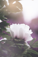 Blooming white peony flowers in garden