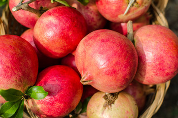 pomegranate, symbol of abundance and rebirth, interior with its ruby ​​​​grains that shine like gems. The sweetness and acidity blend into a unique flavor, with excellent juices rich in minerals. web