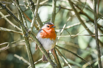robin in the spring