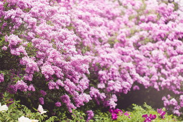 Violet lilac flowers background