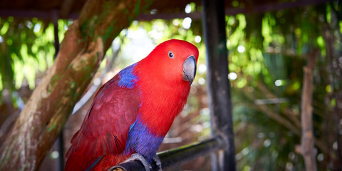 Electus Parrot / Red and blue Eclectus roratus, often seen between New Guinea and Australia