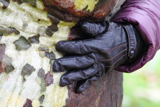 Woman hand with black leather glove hugging trunk of the plane tree.
