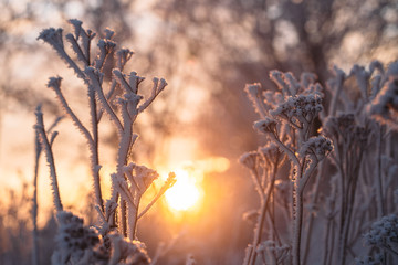 Winter scene - Frosted pine branches.