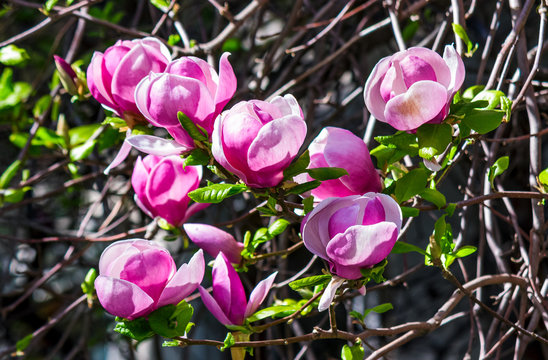 branch with magnolia flowers close up on a blurry wall background