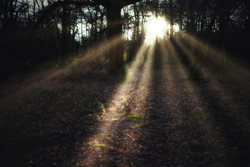 Obraz premium sun beams in the forest